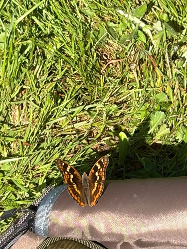 Lesser Purple Emperor