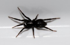Drassyllus praeficus