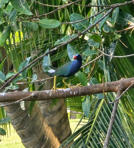 Purple Gallinule (Porphyrio martinica)