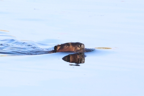animal observation 2