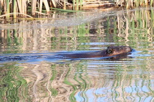 animal observation 3