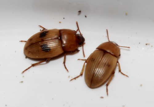 Phaleria bimaculata (Linnaeus, 1767)