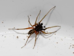Aulonia kratochvili