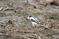Fluvicola pica