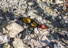 Tegrodera aloga