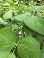 Phaseolus vulgaris