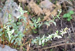 Epilobium tetragonum