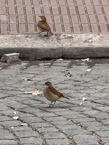 Rufous Hornero