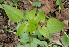 Valeriana pauciflora