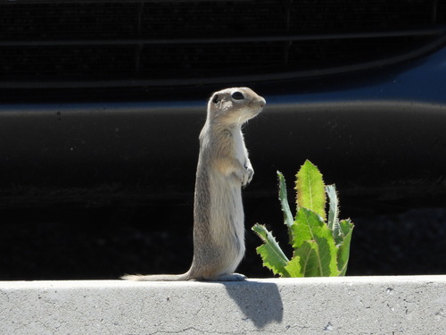 Piute Ground Squirrel observed by kalont