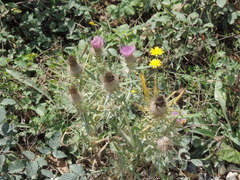 Cirsium tenoreanum