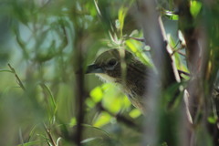 Pseudoseisura gutturalis