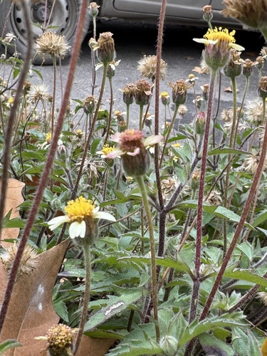 Tridax Daisy