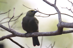 Thraupis palmarum