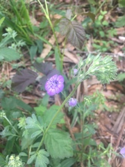 Phacelia bipinnatifida