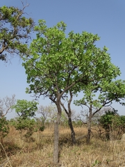 Terminalia macroptera