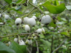 Chiococca oaxacana