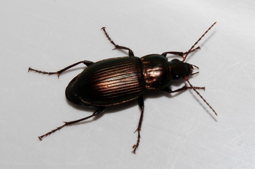 Copper Greenclock Beetle