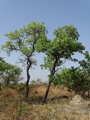 Terminalia macroptera