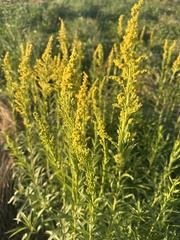 Solidago chilensis, photograph (c) José Nicolás Amuchastegui, some rights reserved (CC BY)