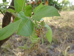 Crossopteryx febrifuga
