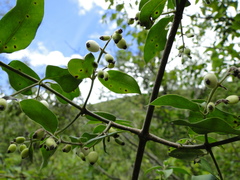 Chiococca oaxacana