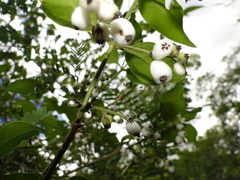 Chiococca oaxacana