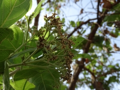 Crossopteryx febrifuga