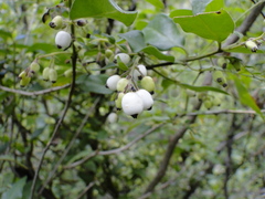 Chiococca oaxacana