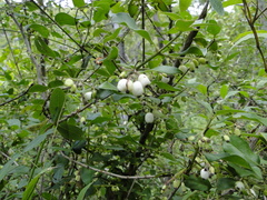 Chiococca oaxacana