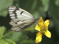 Aporia leucodice