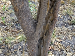 Crossopteryx febrifuga