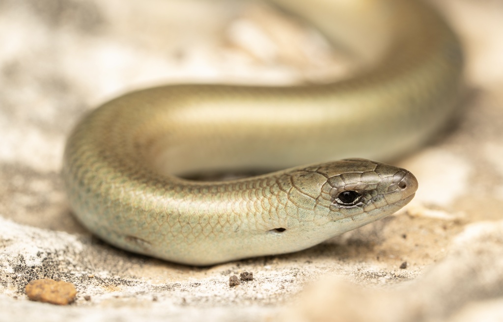 Günther's Cylindrical Skink