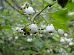 Chiococca oaxacana