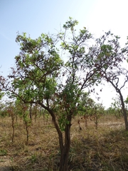 Crossopteryx febrifuga