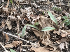 Erythronium propullans