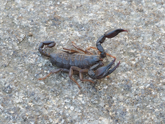 Euscorpius italicus