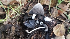 Coprinus spadiceisporus