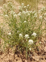 Lepidium fremontii