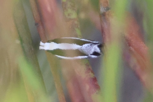 Aroga morenella photo 2