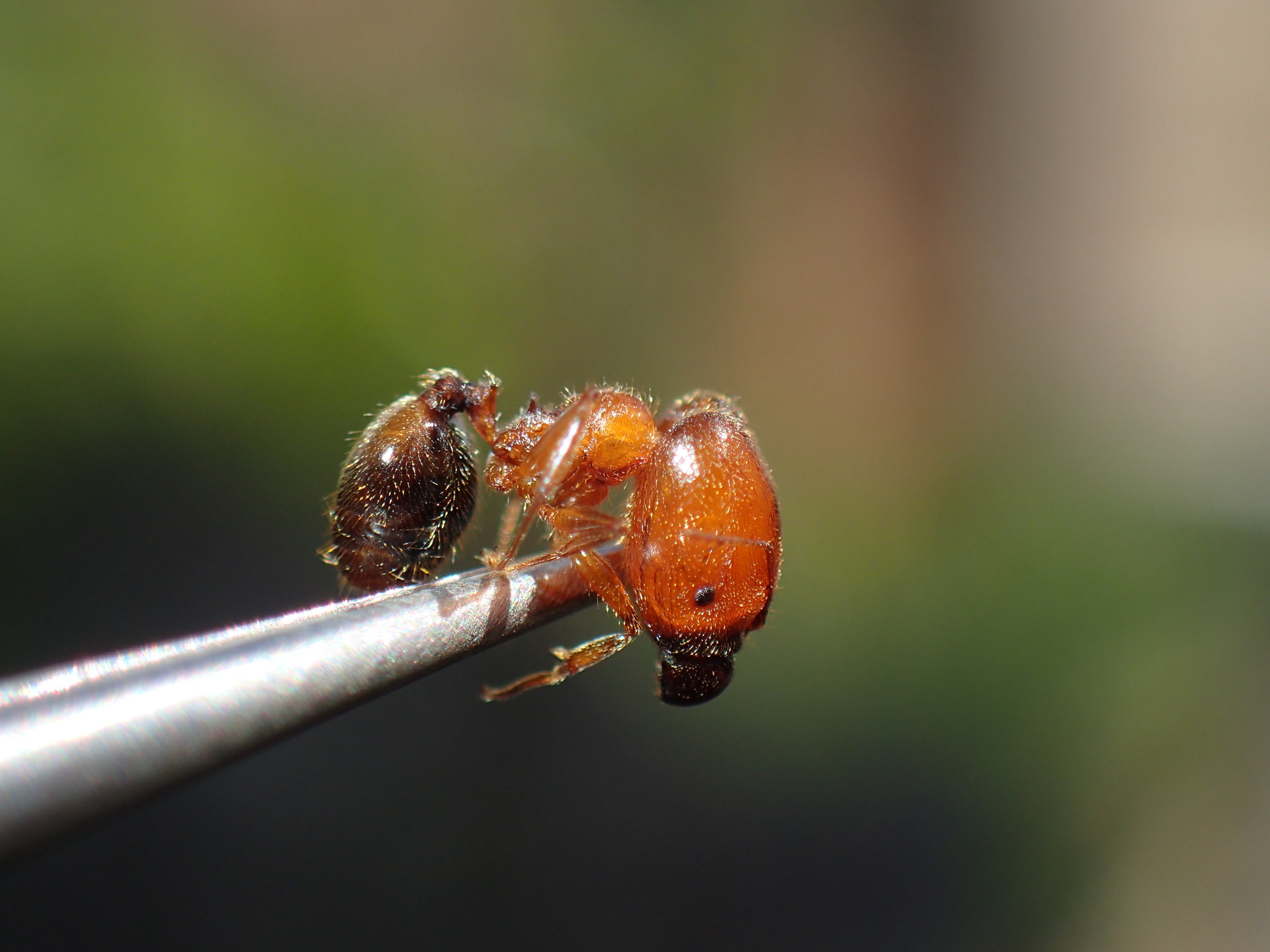 Pheidole sculpturata
