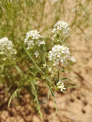 Lepidium fremontii