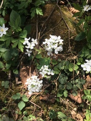 Cardamine trifolia