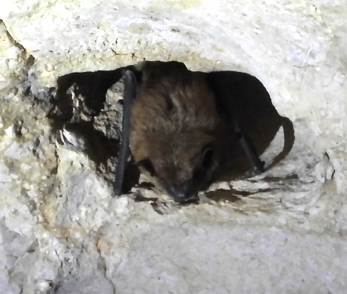 Big Brown Bat