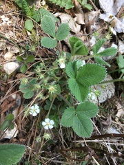 Potentilla carniolica