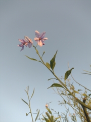 (c) Ezequiel Racker, some rights reserved (CC BY) Solanum amygdalifolium, photograph (c) Ezequiel Racker, some rights reserved (CC BY)