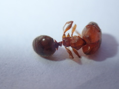 Pheidole sculpturata