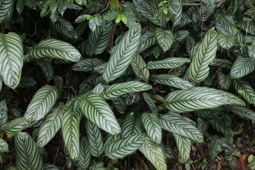 Ctenanthe oppenheimiana