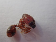 Pheidole sculpturata
