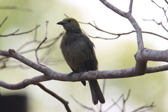 Thraupis palmarum